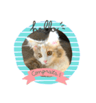 子猫のナナちゃんの良く使う可愛いスタンプ（個別スタンプ：40）