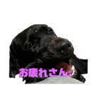 黒ラブむんちゃん4（個別スタンプ：4）