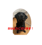 黒ラブむんちゃん4（個別スタンプ：5）