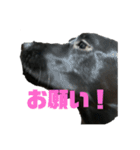 黒ラブむんちゃん4（個別スタンプ：6）