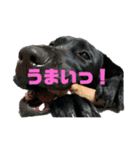 黒ラブむんちゃん4（個別スタンプ：19）