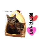 Dep 里親様スタンプ 猫ver②タメ口版（個別スタンプ：4）