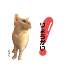 Dep 里親様スタンプ 猫ver②タメ口版（個別スタンプ：7）