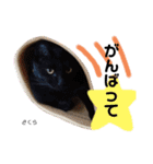 Dep 里親様スタンプ 猫ver②タメ口版（個別スタンプ：11）