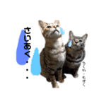 Dep 里親様スタンプ 猫ver②タメ口版（個別スタンプ：14）
