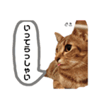 Dep 里親様スタンプ 猫ver②タメ口版（個別スタンプ：17）