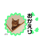 Dep 里親様スタンプ 猫ver②タメ口版（個別スタンプ：19）
