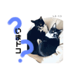 Dep 里親様スタンプ 猫ver②タメ口版（個別スタンプ：20）