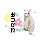 Dep 里親様スタンプ 猫ver②タメ口版（個別スタンプ：21）