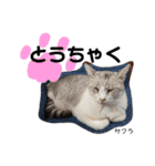 Dep 里親様スタンプ 猫ver②タメ口版（個別スタンプ：22）