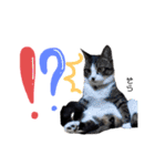 Dep 里親様スタンプ 猫ver②タメ口版（個別スタンプ：23）