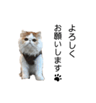 犬猫日常会話スタンプ（個別スタンプ：1）