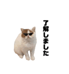犬猫日常会話スタンプ（個別スタンプ：6）