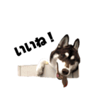 犬猫日常会話スタンプ（個別スタンプ：7）