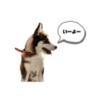 犬猫日常会話スタンプ（個別スタンプ：9）