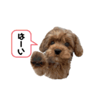 犬猫日常会話スタンプ（個別スタンプ：10）