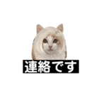 犬猫日常会話スタンプ（個別スタンプ：12）