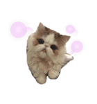 犬猫日常会話スタンプ（個別スタンプ：13）