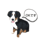 犬猫日常会話スタンプ（個別スタンプ：15）