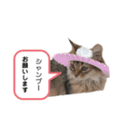 犬猫日常会話スタンプ（個別スタンプ：18）