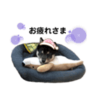 犬猫日常会話スタンプ（個別スタンプ：27）