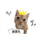 犬猫日常会話スタンプ（個別スタンプ：29）