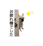 犬猫日常会話スタンプ（個別スタンプ：33）