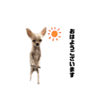 犬猫日常会話スタンプ（個別スタンプ：34）
