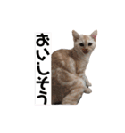 犬猫日常会話スタンプ（個別スタンプ：39）