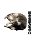 猫のねぎ（個別スタンプ：2）
