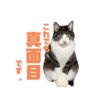 猫のねぎ（個別スタンプ：3）