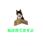 猫のねぎ（個別スタンプ：4）