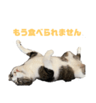 猫のねぎ（個別スタンプ：6）