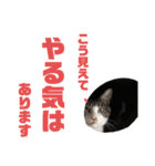 猫のねぎ（個別スタンプ：7）
