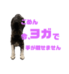猫のねぎ（個別スタンプ：8）