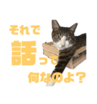猫のねぎ（個別スタンプ：9）