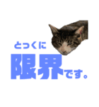 猫のねぎ（個別スタンプ：10）