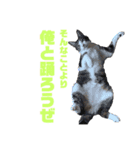 猫のねぎ（個別スタンプ：11）