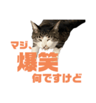 猫のねぎ（個別スタンプ：12）