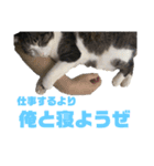 猫のねぎ（個別スタンプ：13）
