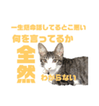猫のねぎ（個別スタンプ：14）