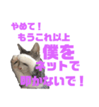 猫のねぎ（個別スタンプ：15）