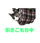 猫のねぎ（個別スタンプ：16）