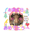 僕、ちゅりんぼ  日常バージョン（個別スタンプ：17）