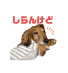 まろりーんこ 2（個別スタンプ：1）