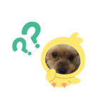 ヨーキー龍くん＆蓮くん（個別スタンプ：2）