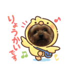 ヨーキー龍くん＆蓮くん（個別スタンプ：14）