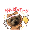 ヨーキー龍くん＆蓮くん（個別スタンプ：15）