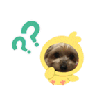 ヨーキー龍くん＆蓮くん（個別スタンプ：16）