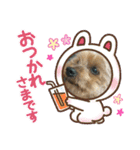 ヨーキー龍くん＆蓮くん（個別スタンプ：27）
